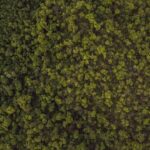 Página de Teste picsum id: 811