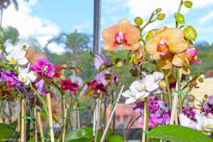 expo orquideas e bromelias pay do alferes 6