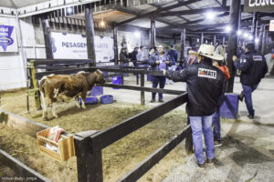 festa do tomate paty do alferes 3
