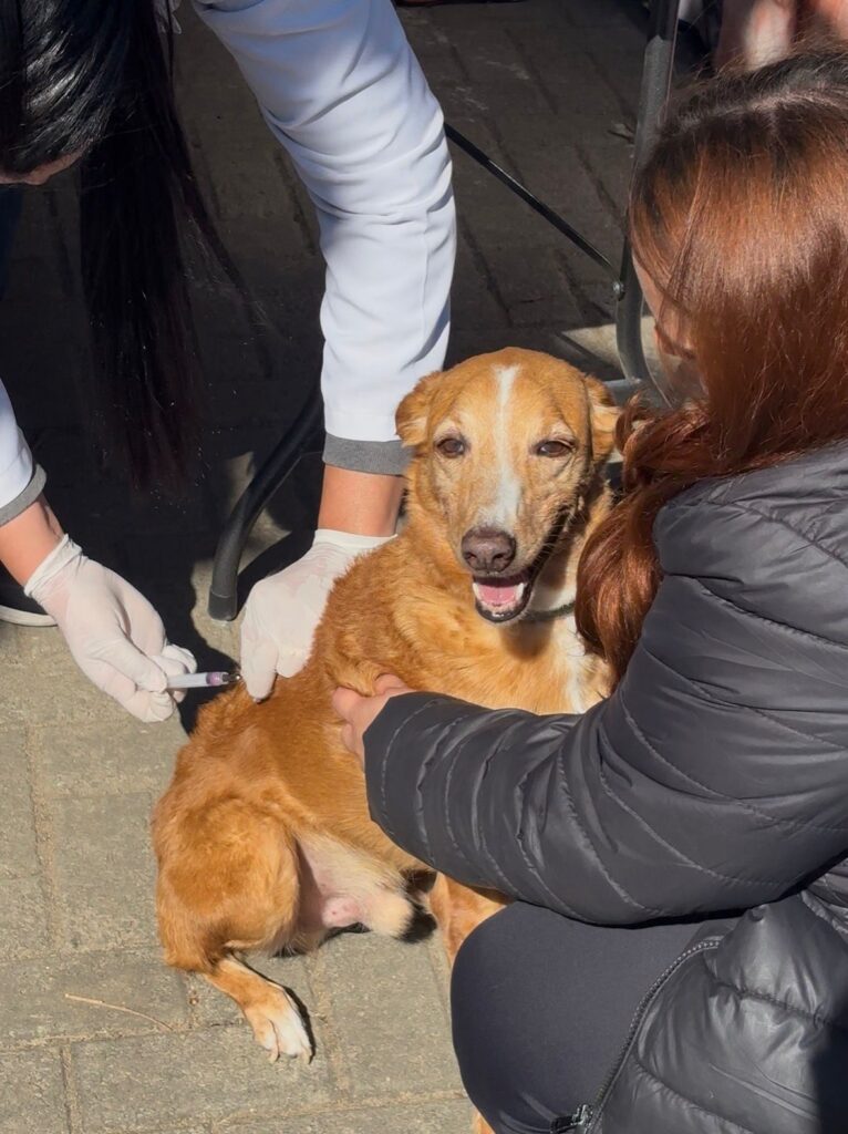 Campanha de vacinação antirrábica atende 349 animais em Paty do Alferes whatsapp image 2026 06 24 at 14.55.17 (1)